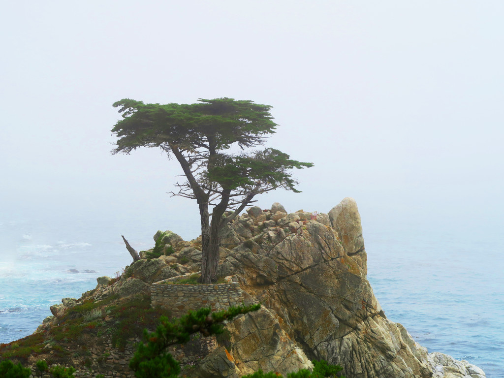 The Lone Cypress by april16