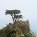 The Lone Cypress by april16