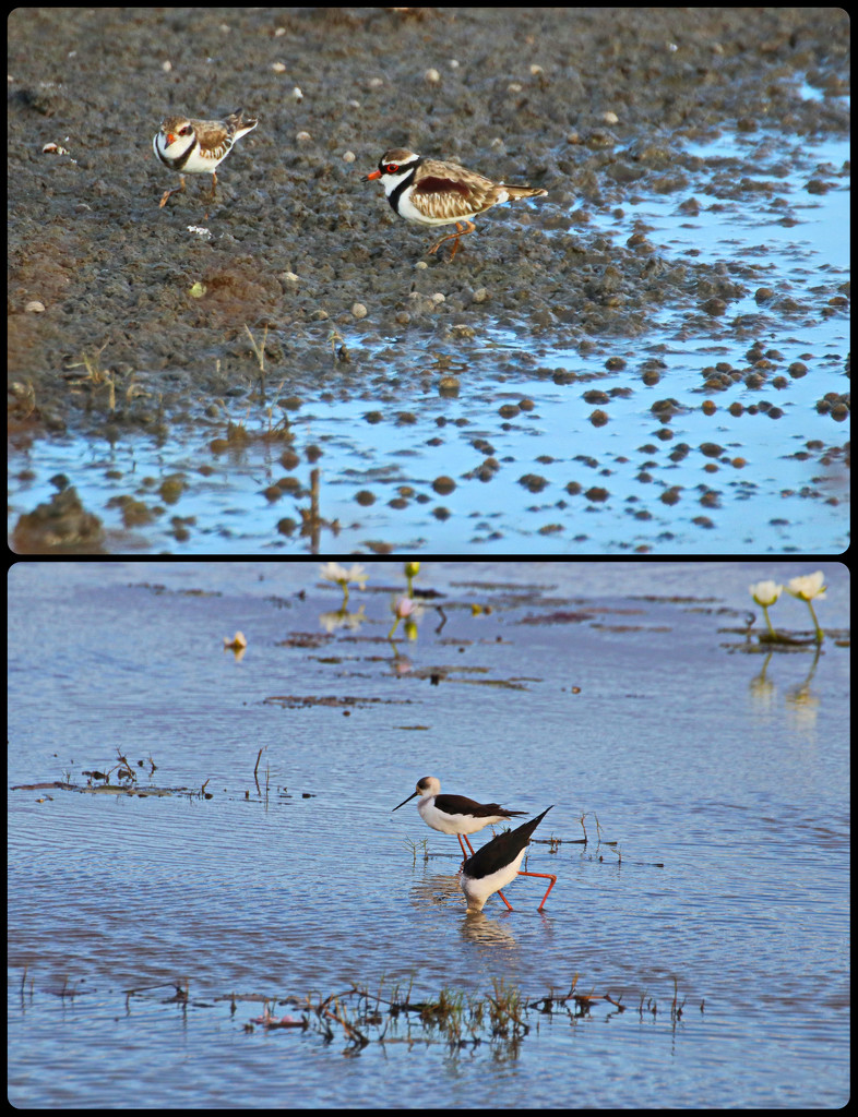 Waders at Mutton Hole Wetlands by terryliv
