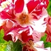 Firecracker Rose by gardenfolk
