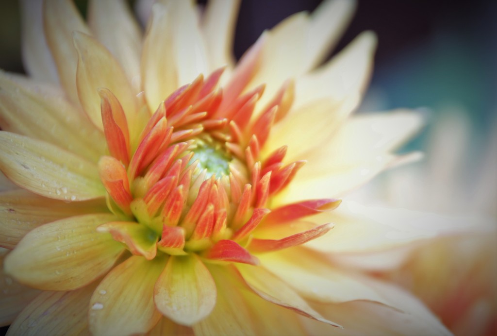 New Dahlia Delight by phil_sandford