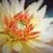 New Dahlia Delight by phil_sandford