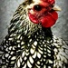 Cock-A-Doodle Rooster by gardenfolk