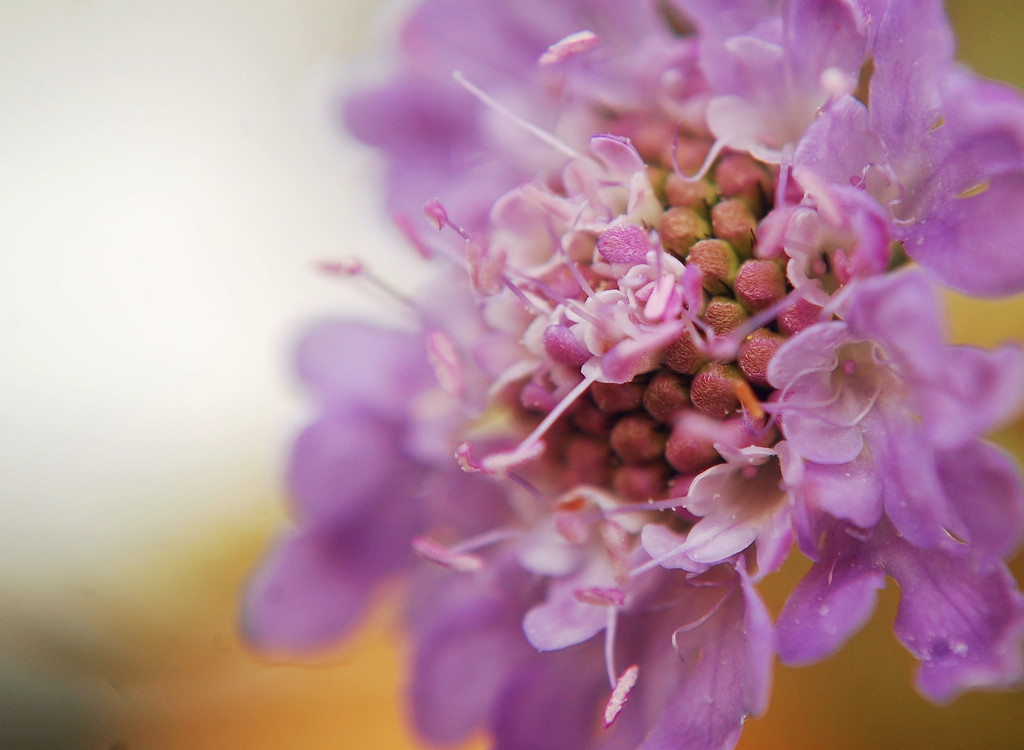 Inside a Scabious Head by fbailey