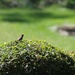Bird on a bush by mittens