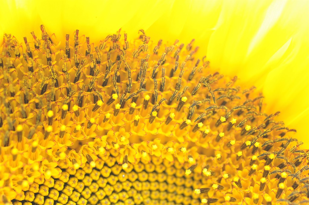 Sunflower  by stimuloog
