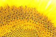 29th Jul 2017 - Sunflower 
