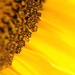 sunflower's heart by stimuloog