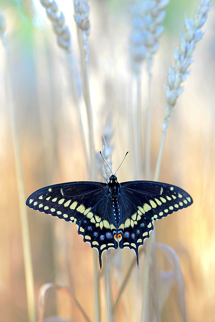 The beautiful black swallowtail butterfly! by fayefaye