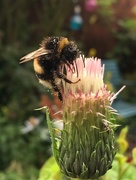 29th Jul 2017 - Collecting pollen