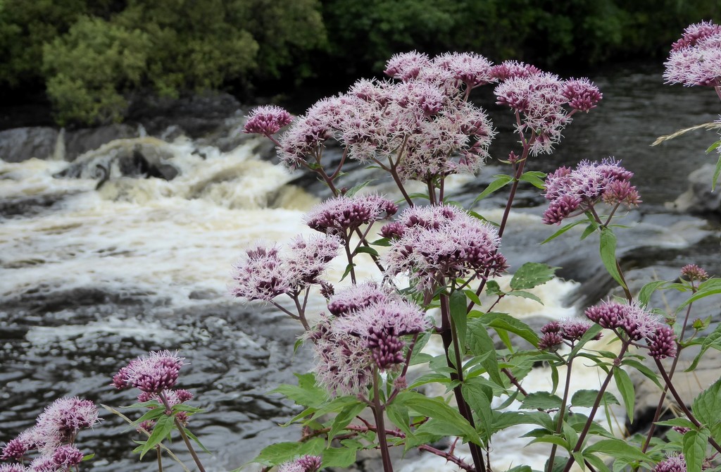  Hemp Agrimony and The River Tawe  by susiemc