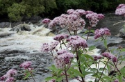 29th Jul 2017 -  Hemp Agrimony and The River Tawe 