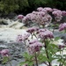  Hemp Agrimony and The River Tawe  by susiemc