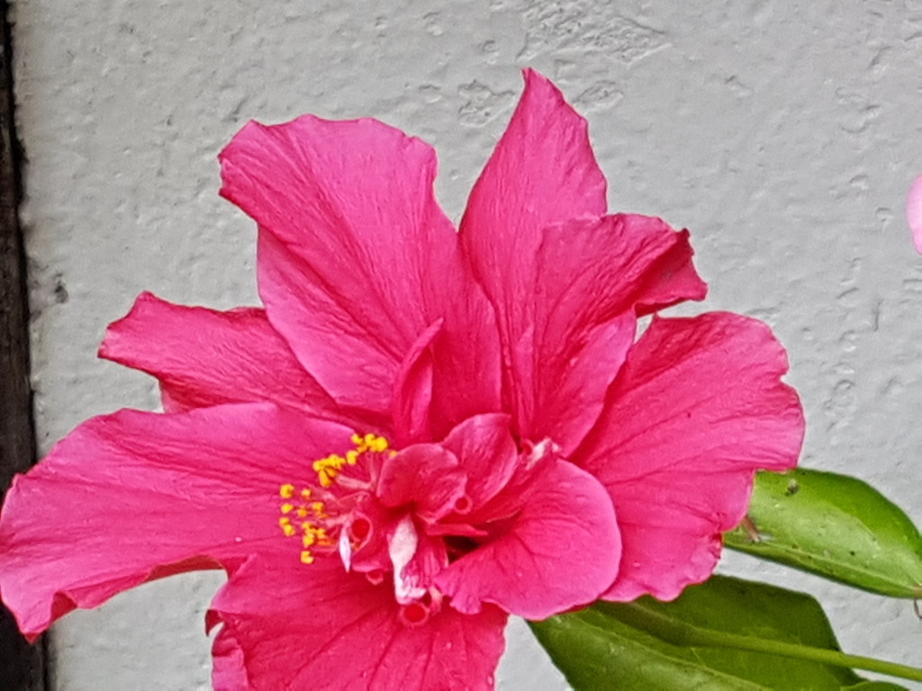 Hibiscus  by rosiekind