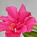 Hibiscus  by rosiekind