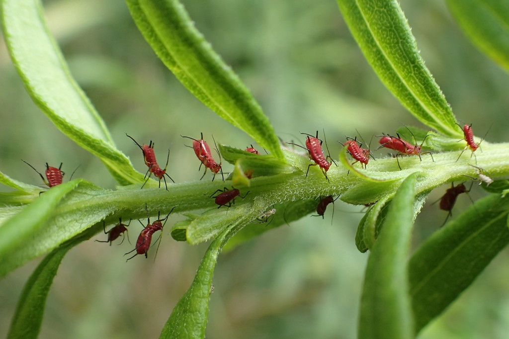 Aphid Lineup by cjwhite