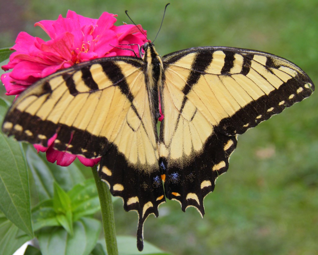 Tiger Swallowtail by daisymiller