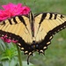 Tiger Swallowtail by daisymiller