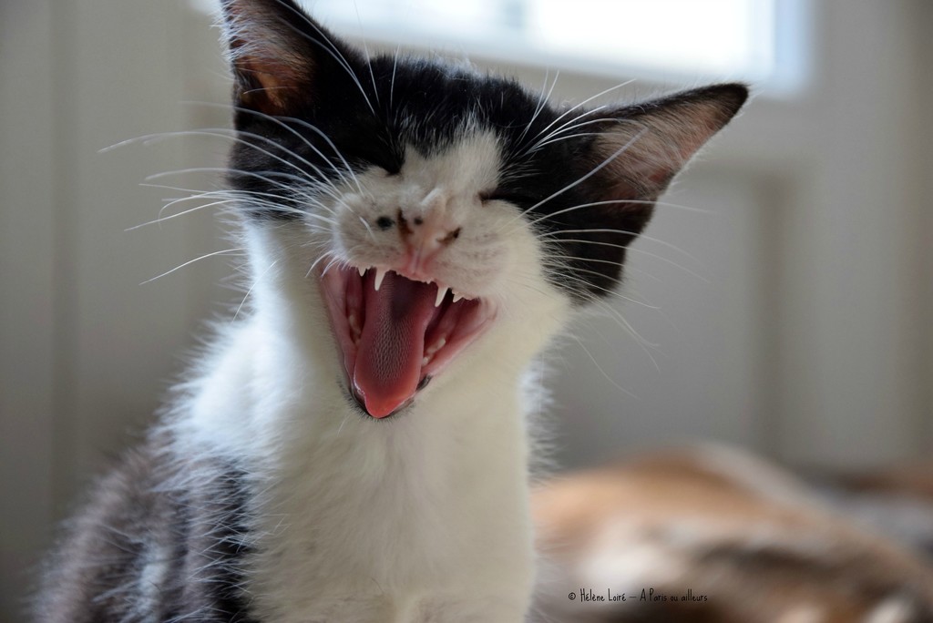 Just for fun: kitten's yawn by parisouailleurs