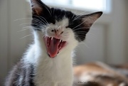 29th Jul 2017 - Just for fun: kitten's yawn