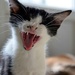 Just for fun: kitten's yawn by parisouailleurs