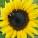 circling bee by quietpurplehaze