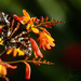 Battle Scarred Swallowtail On Crocosmia by jgpittenger