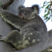 hold tight by koalagardens