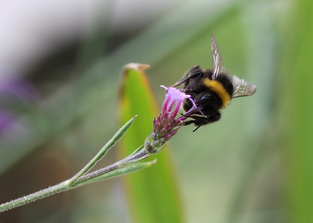 Bumble Bee by daffodill