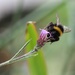 Bumble Bee by daffodill