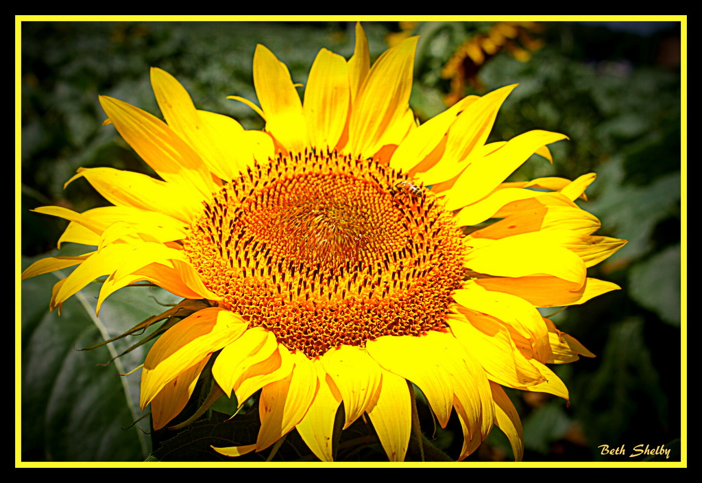 Sunflower by vernabeth