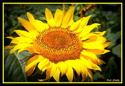11th Jul 2017 - Sunflower