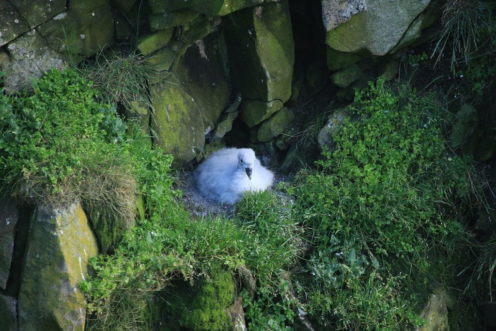 Fulmar Chick by lifeat60degrees