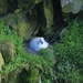 Fulmar Chick by lifeat60degrees