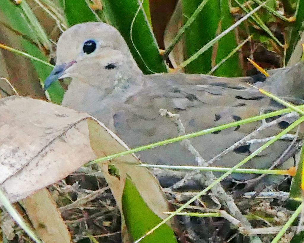 Nesting Dove by hondo
