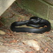 Closeup of Black Snake by sfeldphotos