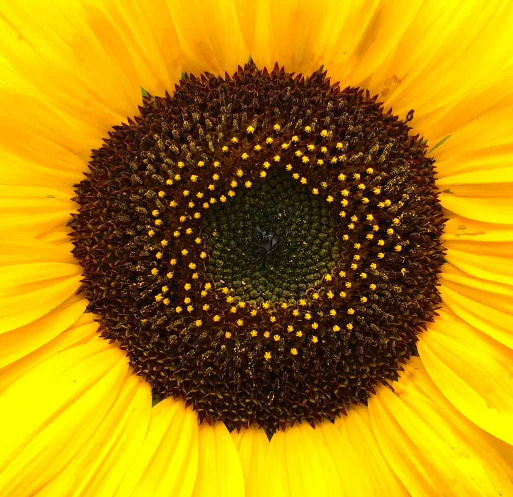 Sunny Sunflower by 365projectorgkaty2