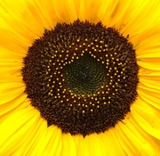 25th Jul 2017 - Sunny Sunflower