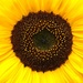 Sunny Sunflower by 365projectorgkaty2