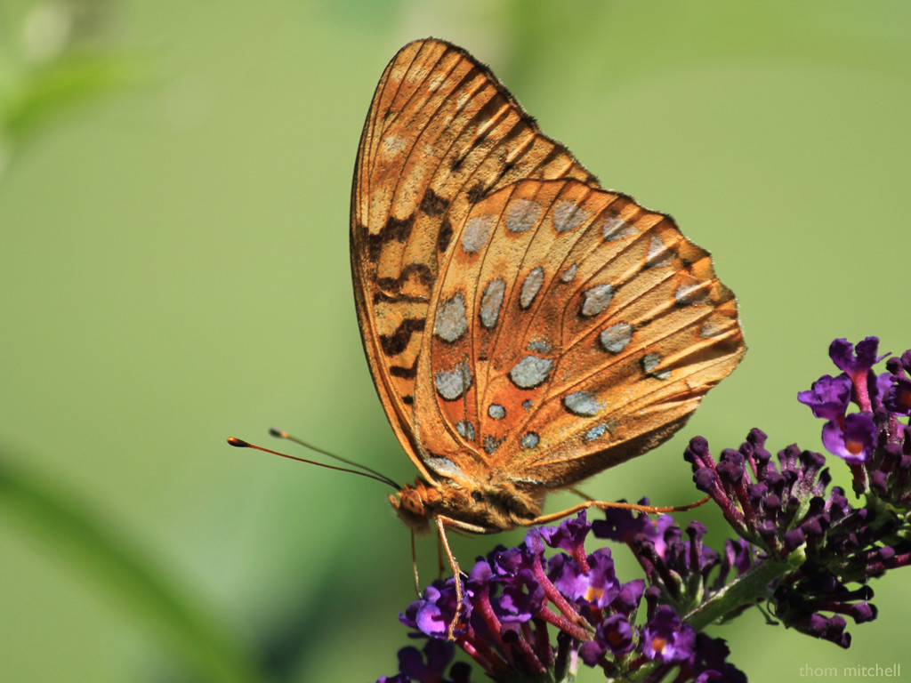 Great Spangled Fritillary [Filler #42] by rhoing