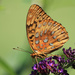 Great Spangled Fritillary [Filler #42] by rhoing
