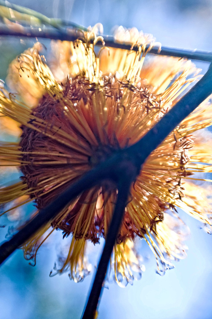 backlit banksia by annied