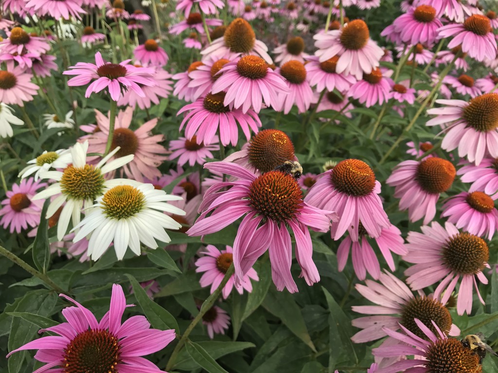 Coneflowers and Bee by beckyk365