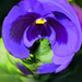 A Pansy in a little world for the Etsooi challenge. by ludwigsdiana