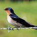 One of the few swallows flying around was quite happy he sat long enough for me to get this shot by Dawn