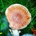 Fungi 2 by sjc88
