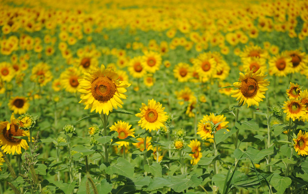 Sunflower Fields Forever by alophoto