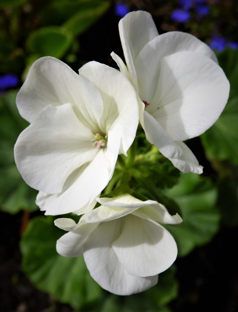 White geranium  by beryl