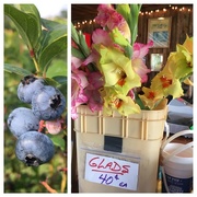 28th Jul 2017 - at the blueberry farm