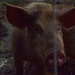 pig by ianmetcalfe